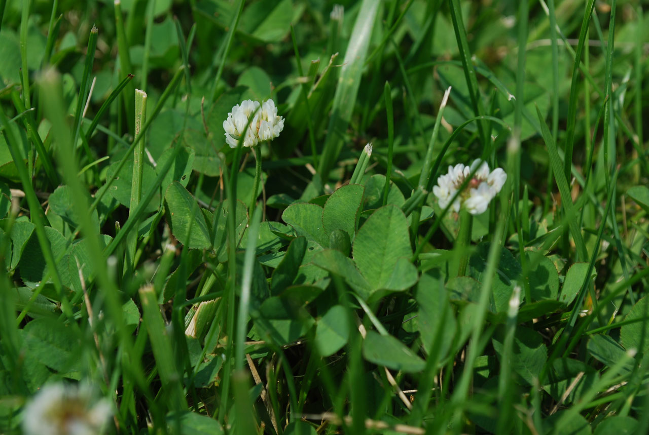 grass clover flower free photo