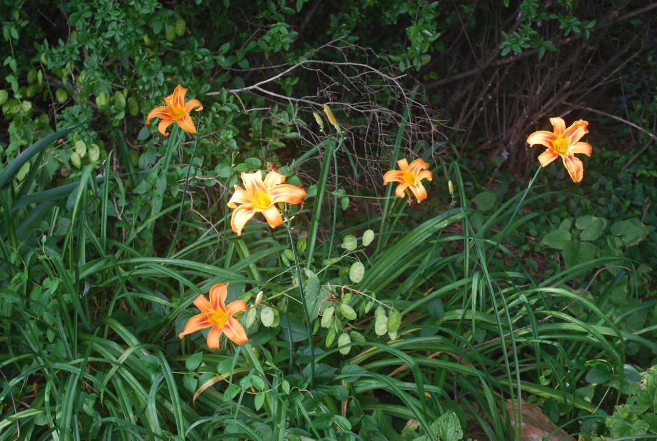 lily orange flower free photo