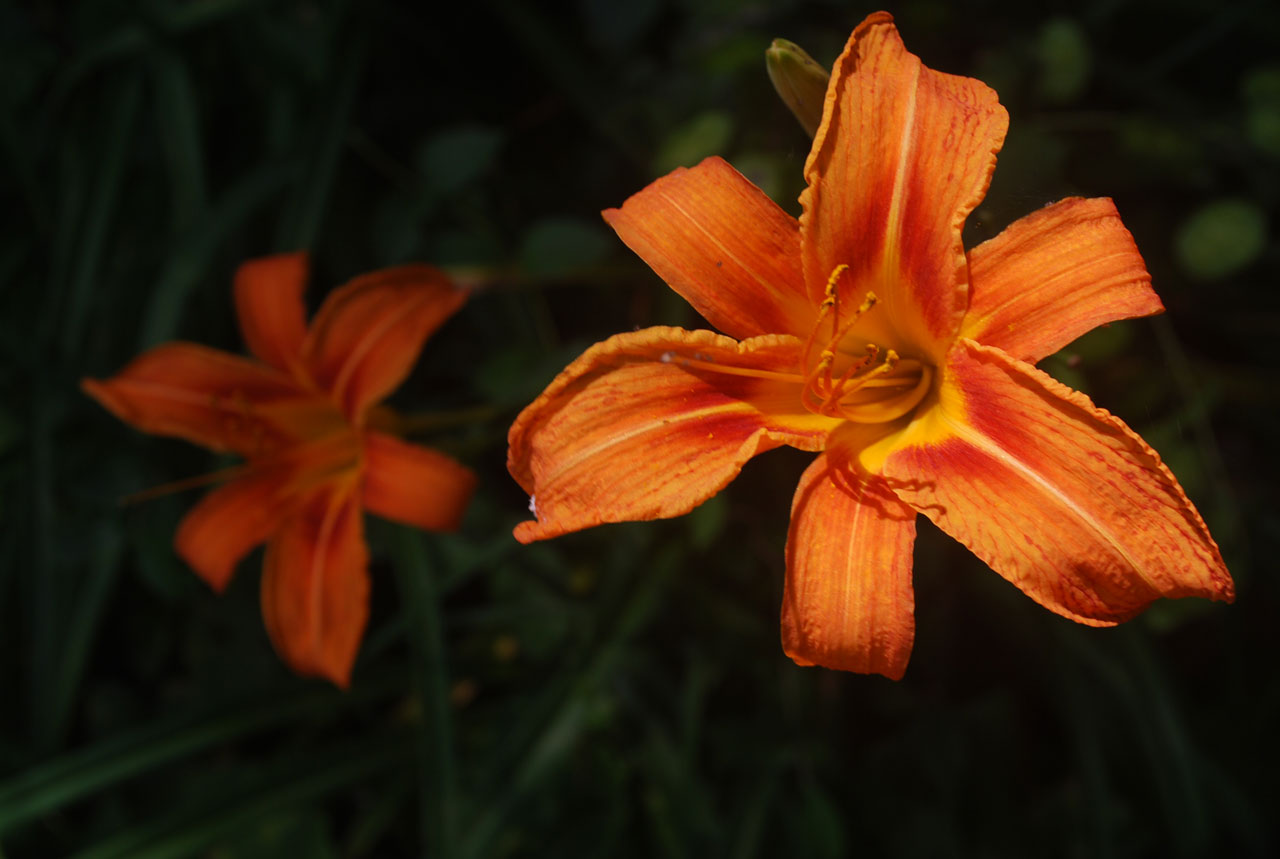 lily orange flower free photo