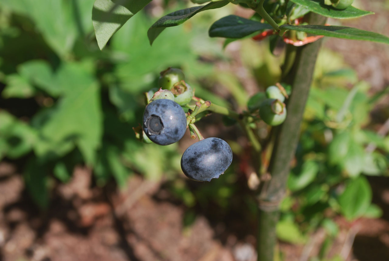 blueberry fruit bush free photo