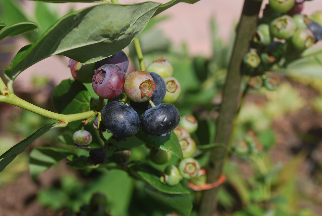 blueberry fruit bush free photo