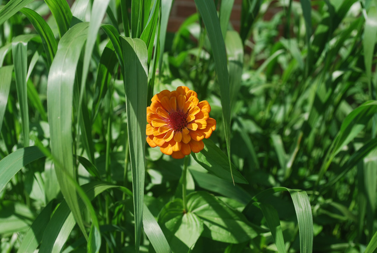 flower orange grass free photo