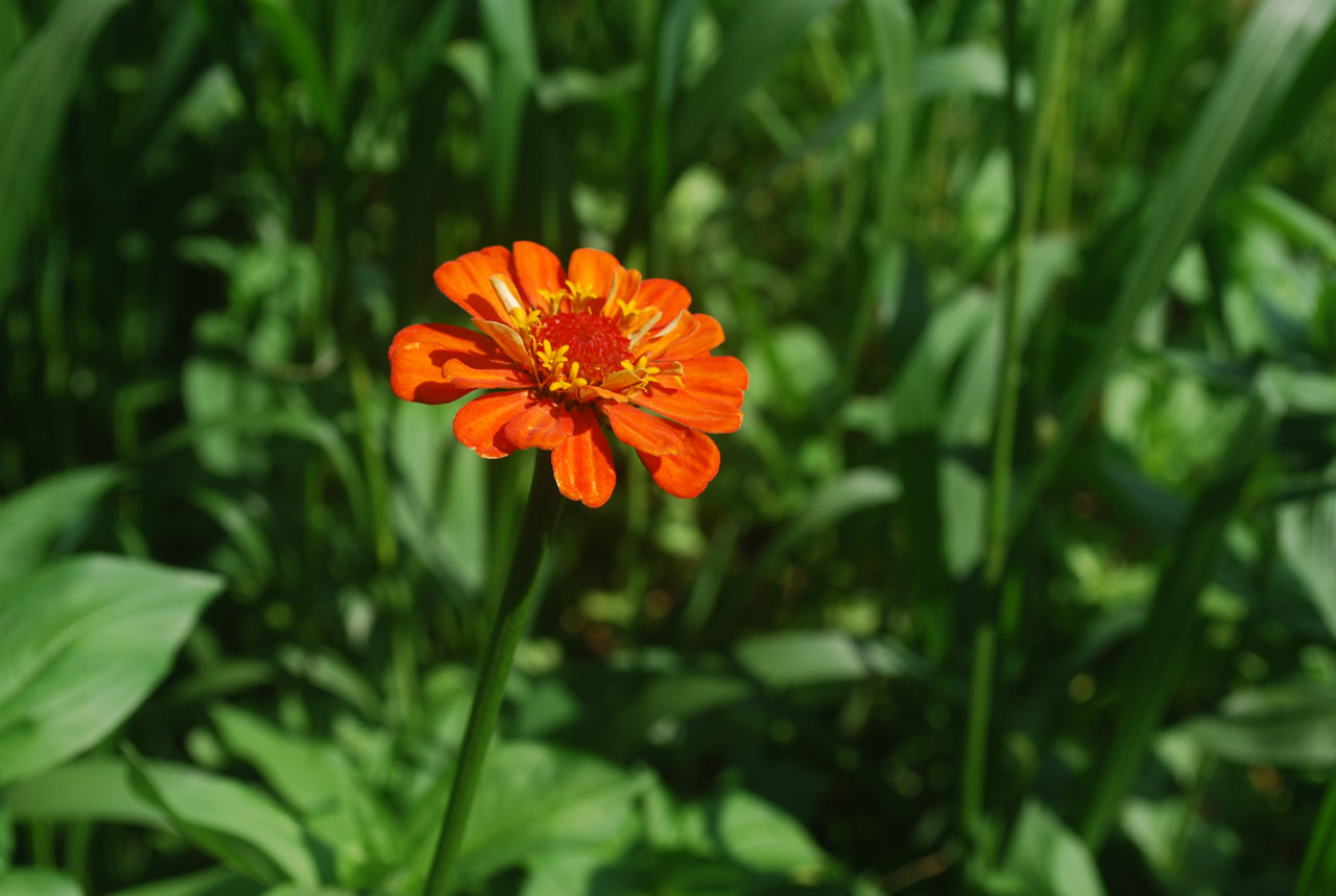 flower orange petals free photo