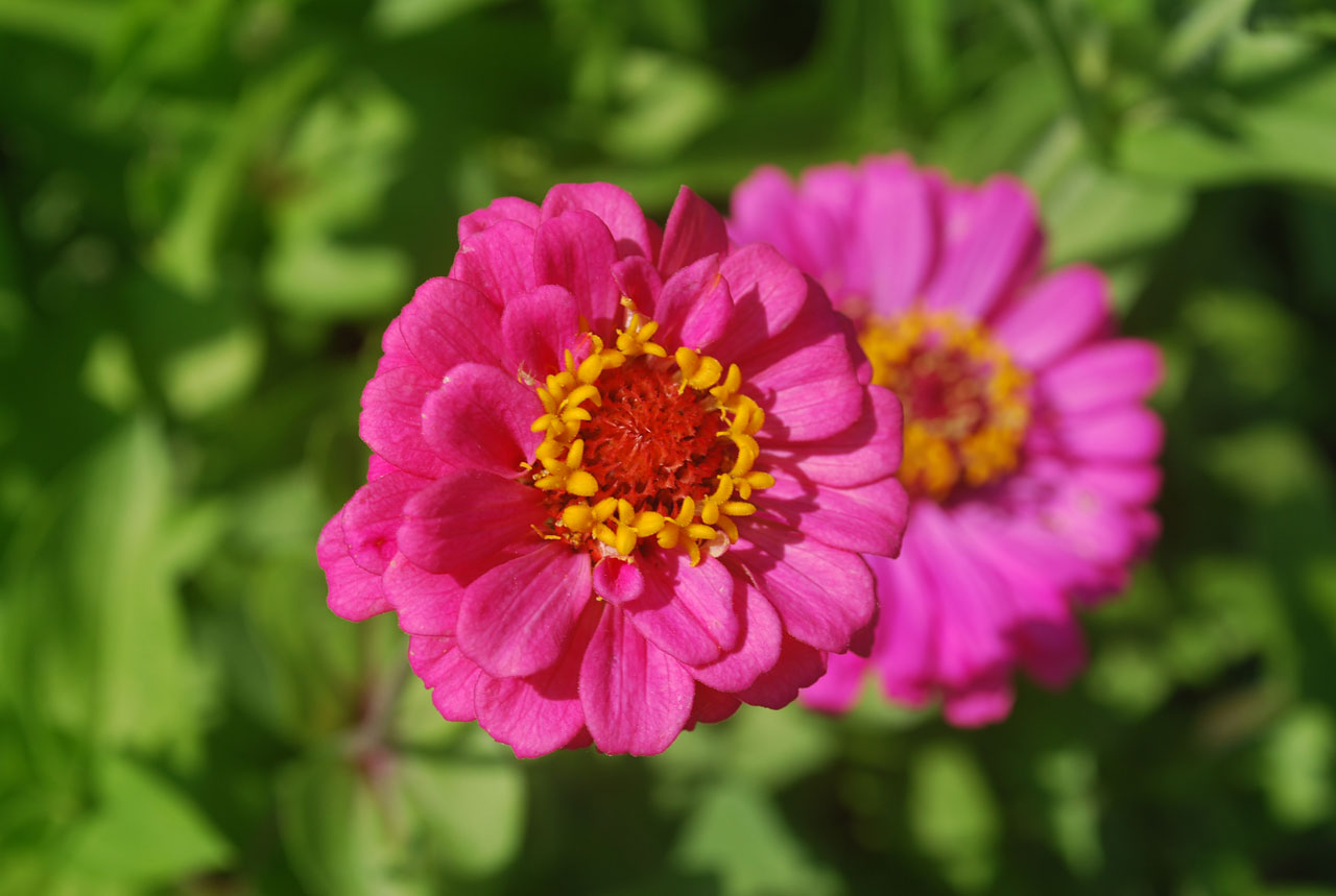 flower pink petals free photo