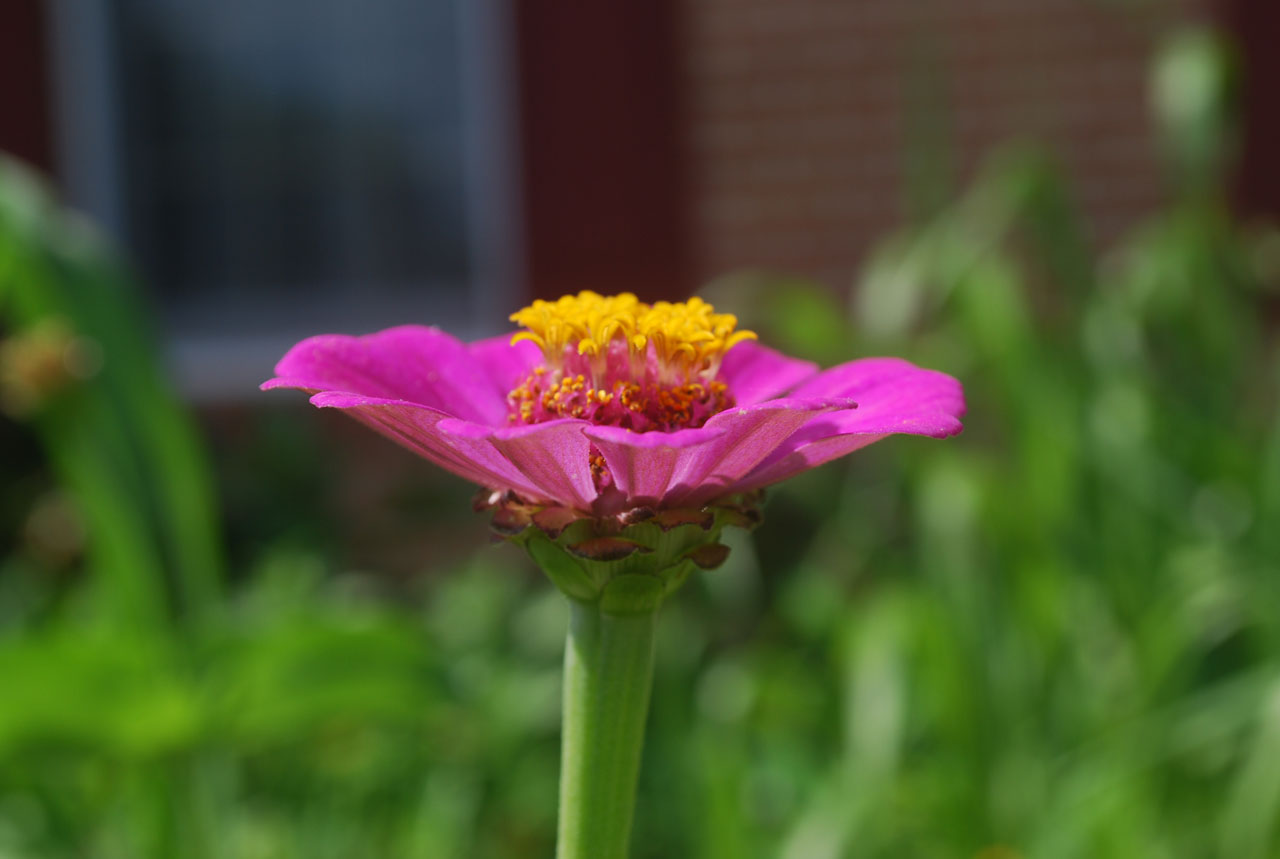 flower pink petals free photo