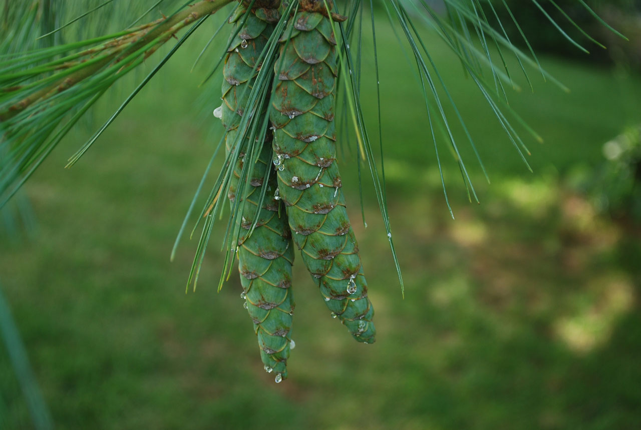 pine cones sap free photo