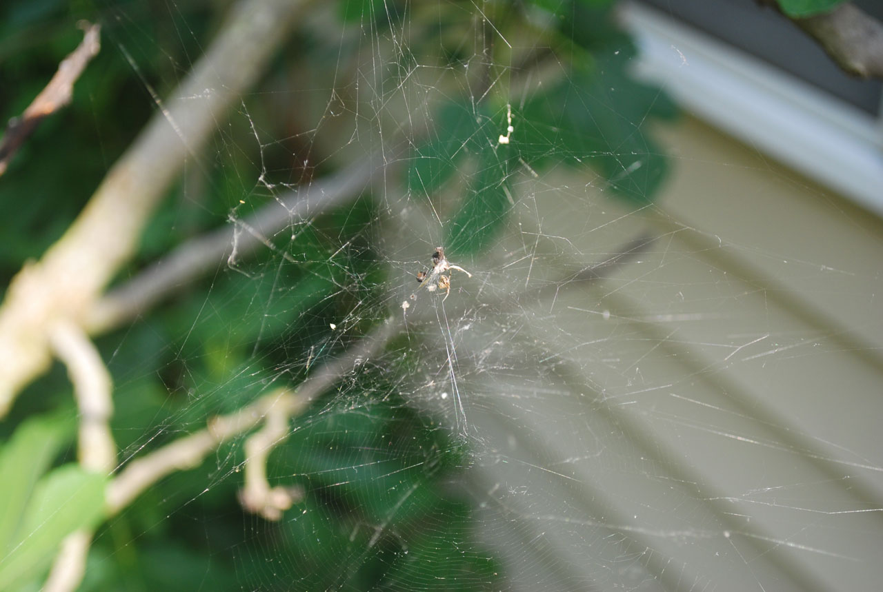 web spider spiderweb free photo