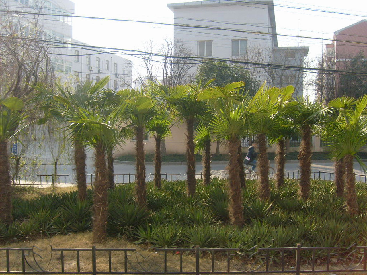 palm trees buildings free photo