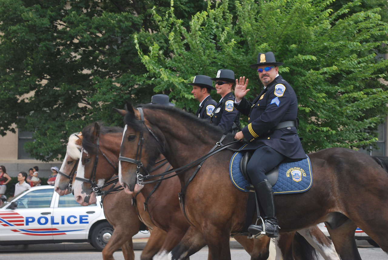 horse horses police free photo