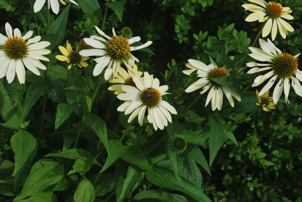 flowers greenery petals free photo