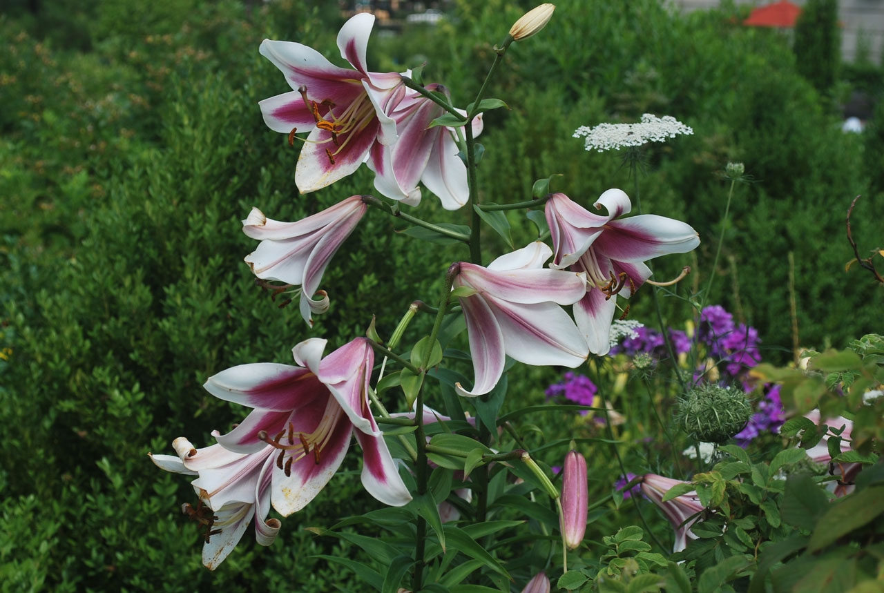 lily pink flower free photo