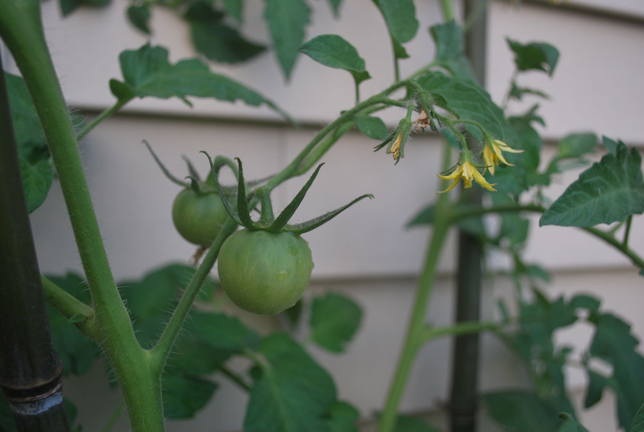 tomatoes tomato vine free photo