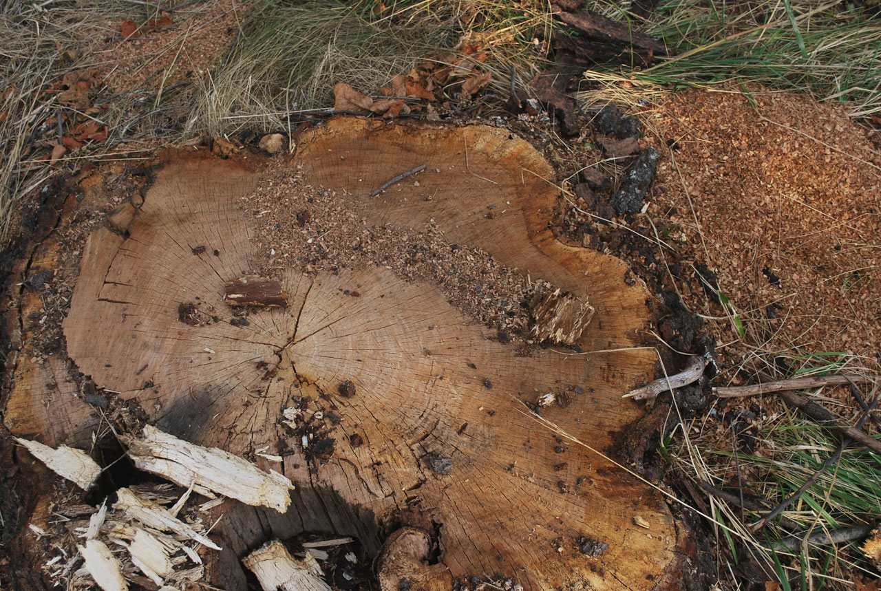 stump tree cut free photo