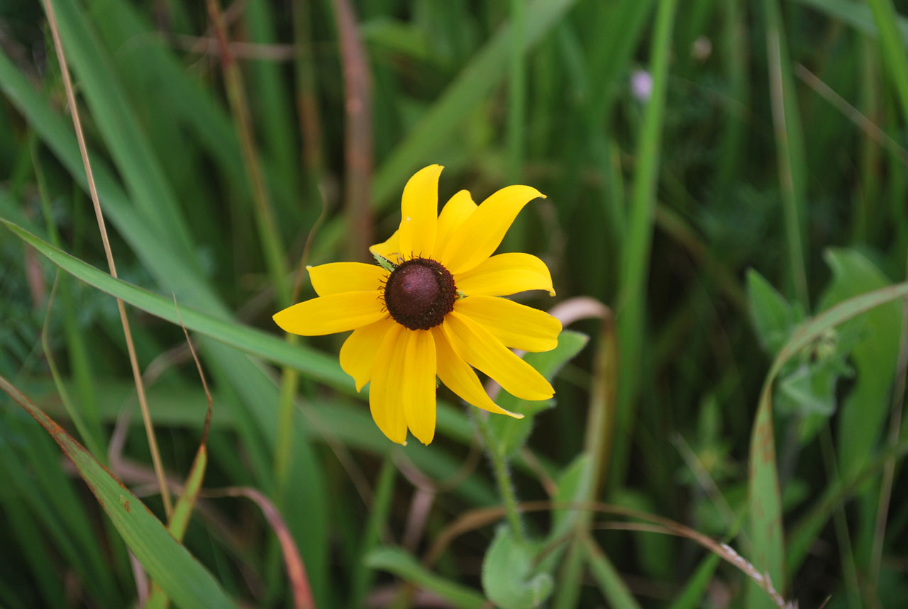 flower black eye free photo