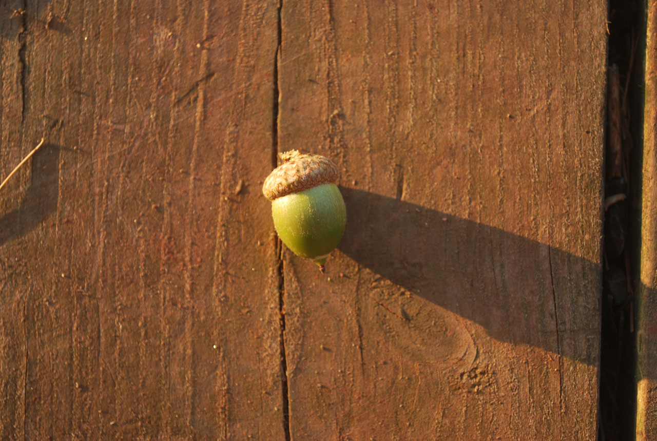 acorn tree nut free photo