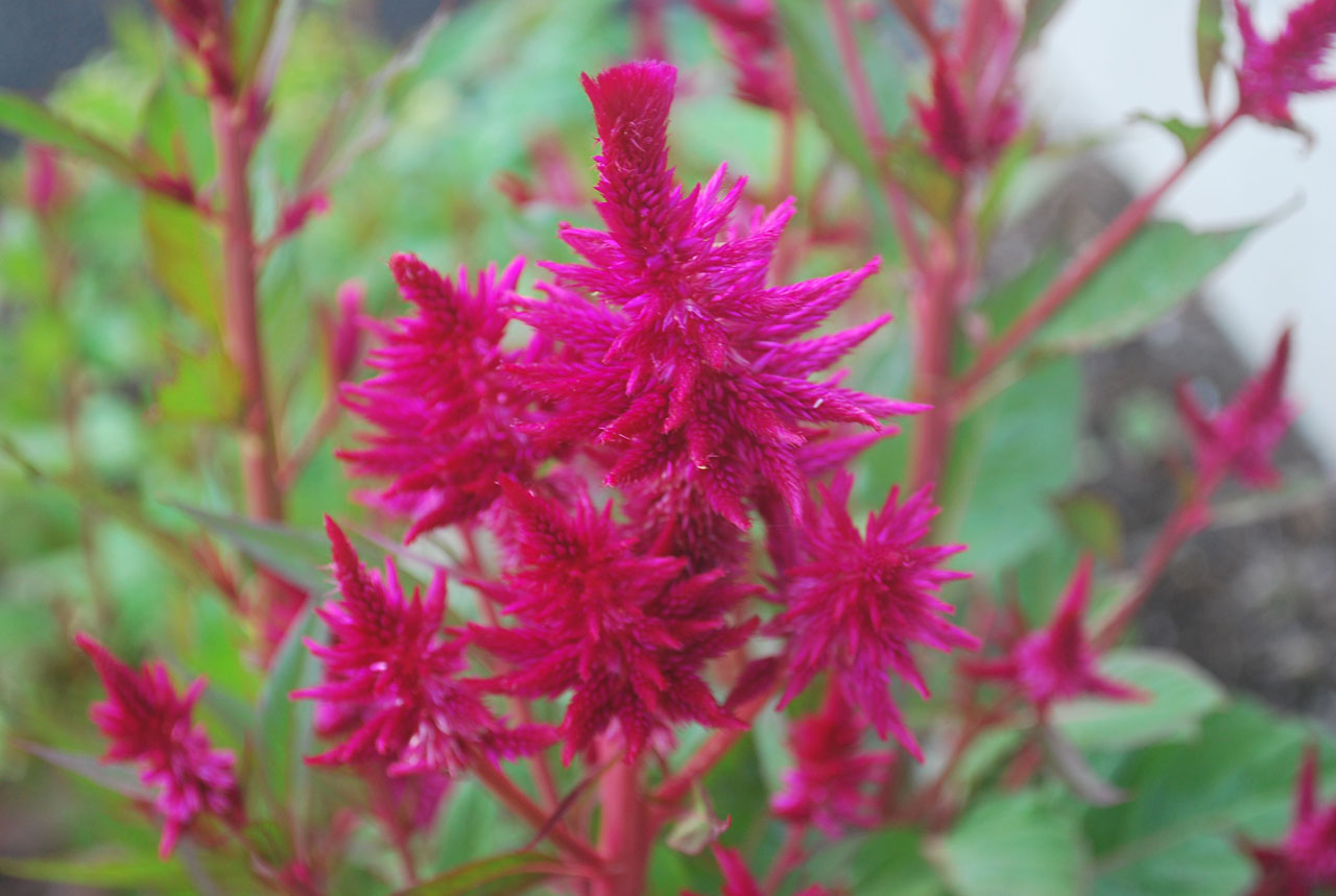 coxcomb flower plant free photo