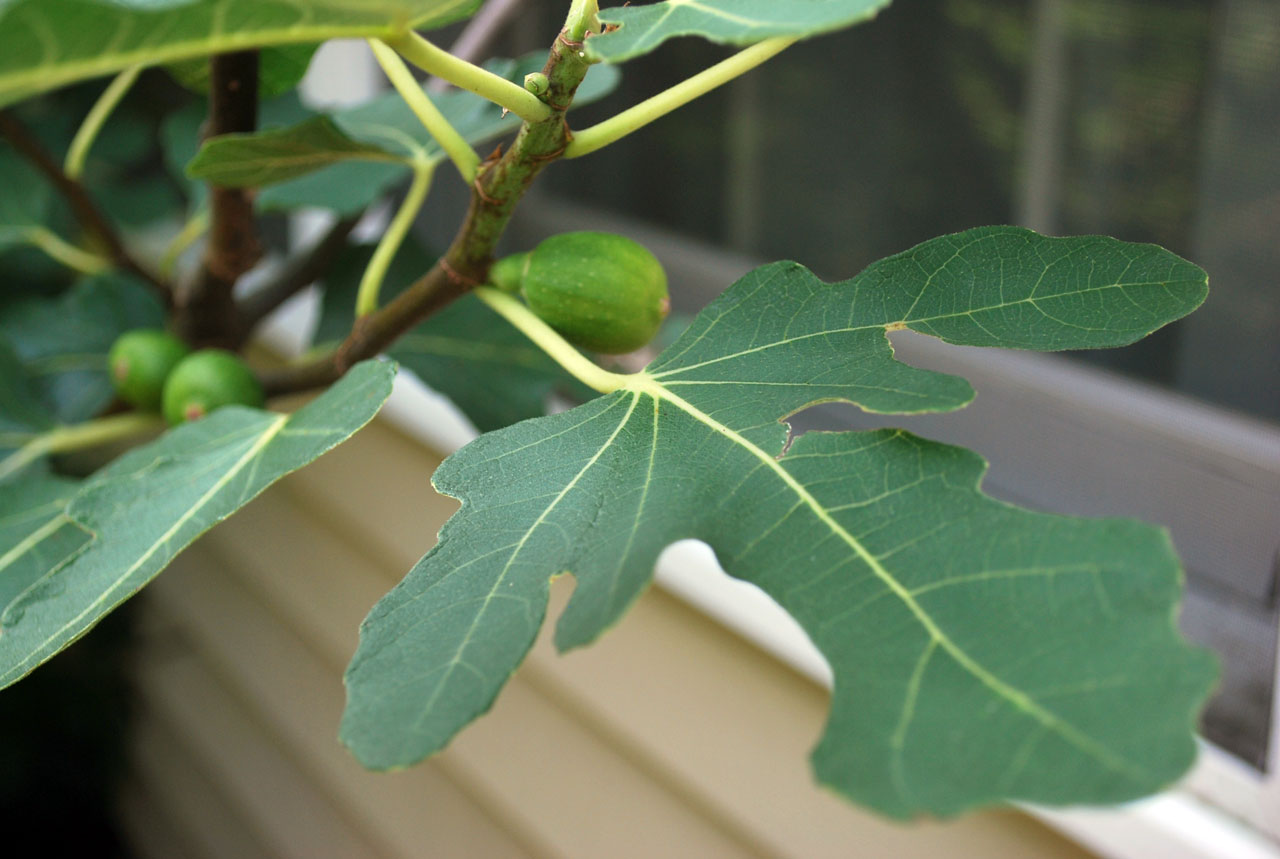 fig tree leaf free photo