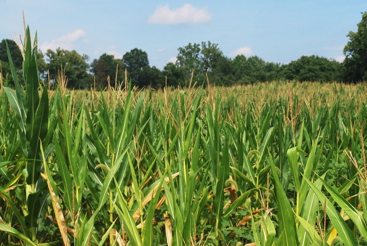 corn corfield green free photo