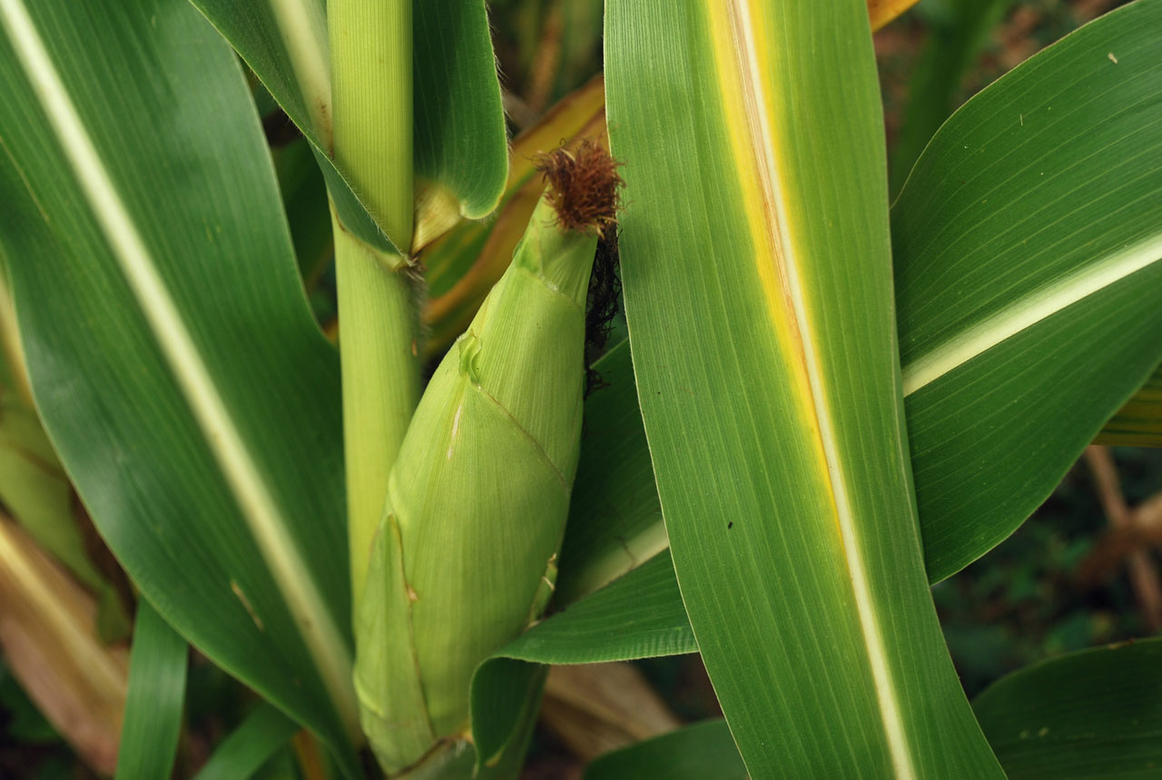 ear corn plant free photo