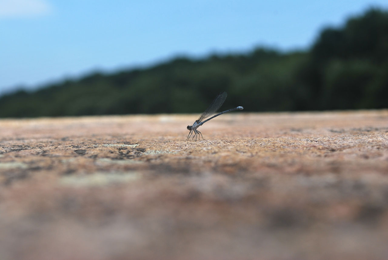 dragonfly insect fly free photo