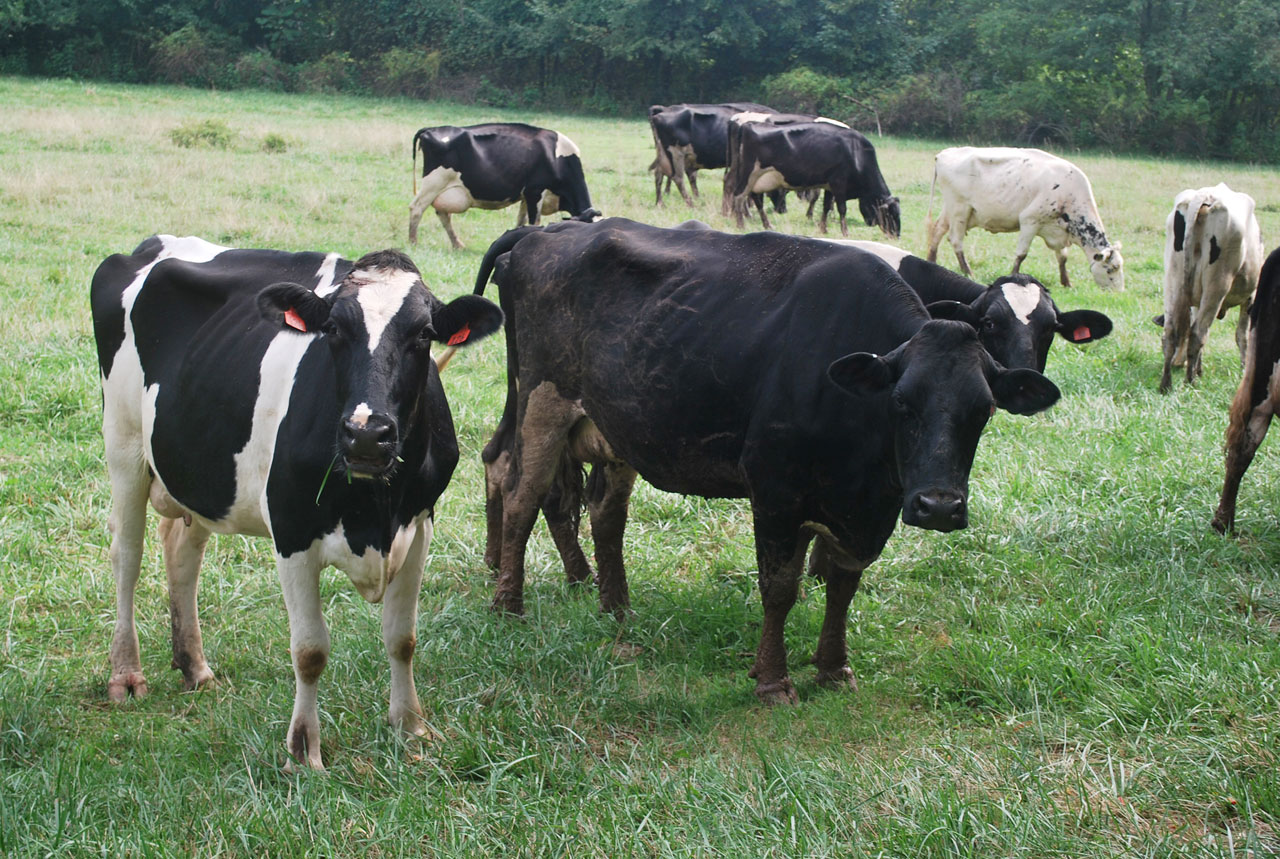 cows grazing dairy free photo