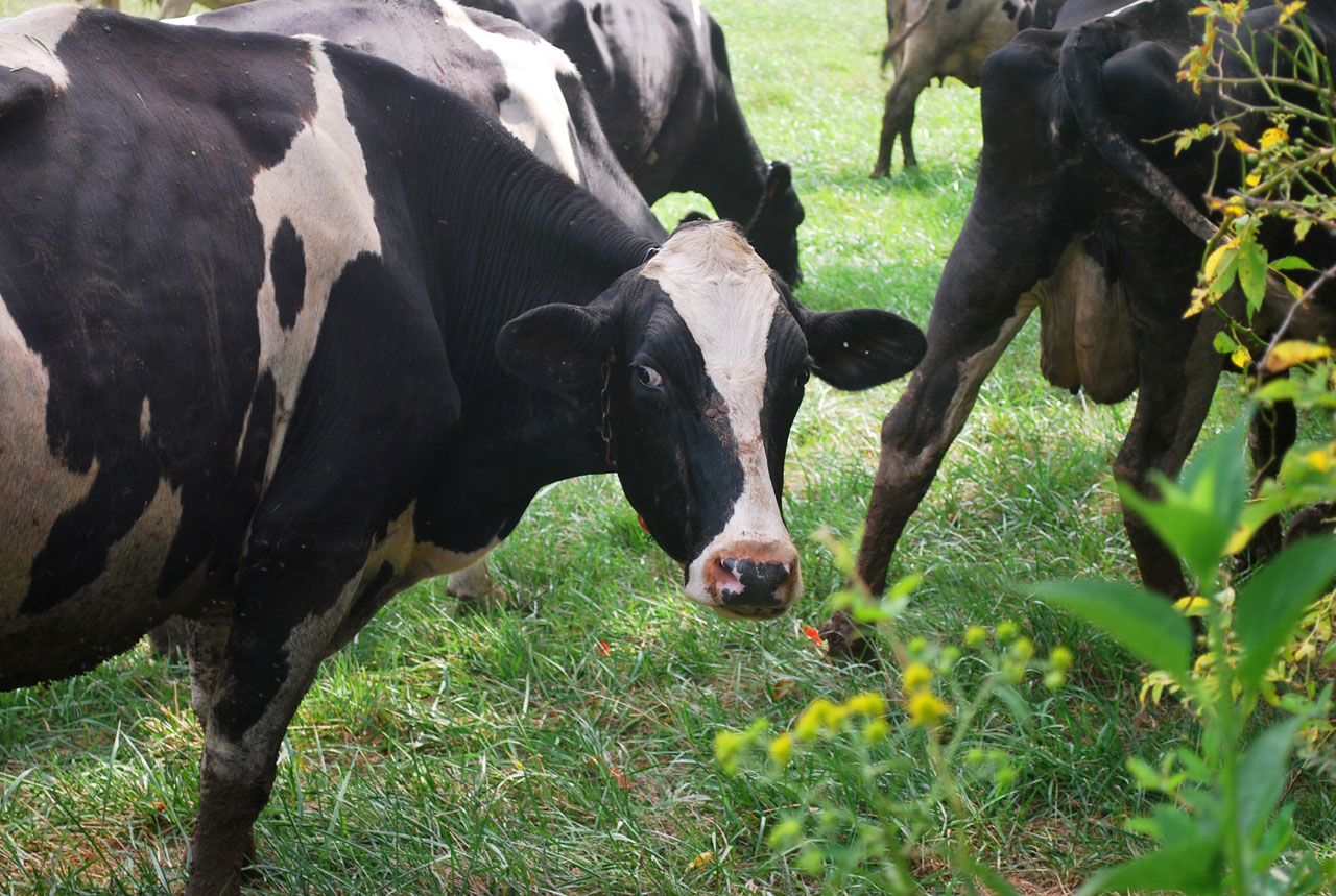 cow cows grazing free photo