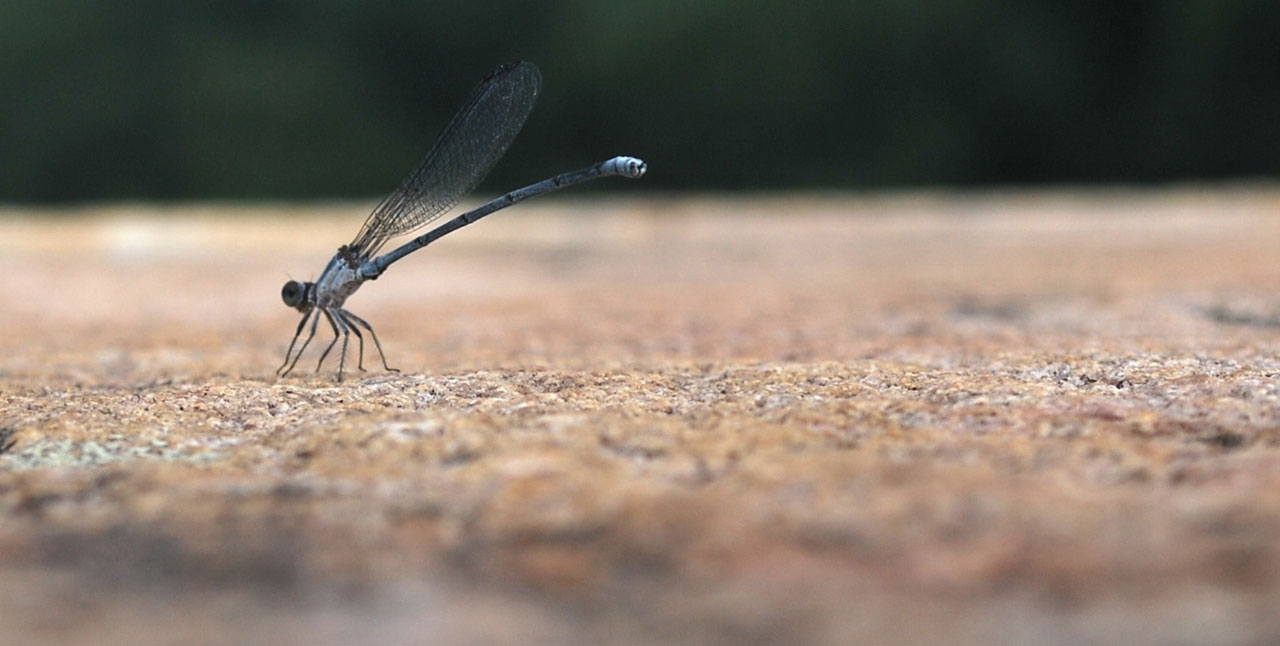 dragonfly insect fly free photo