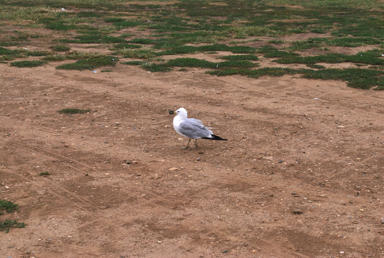 bird seagull feathers free photo