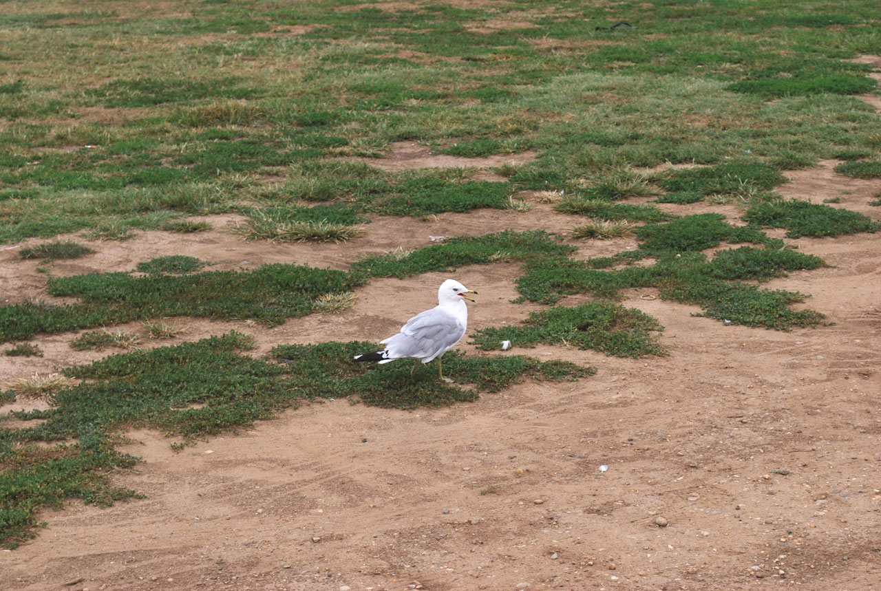 seagull bird feathers free photo