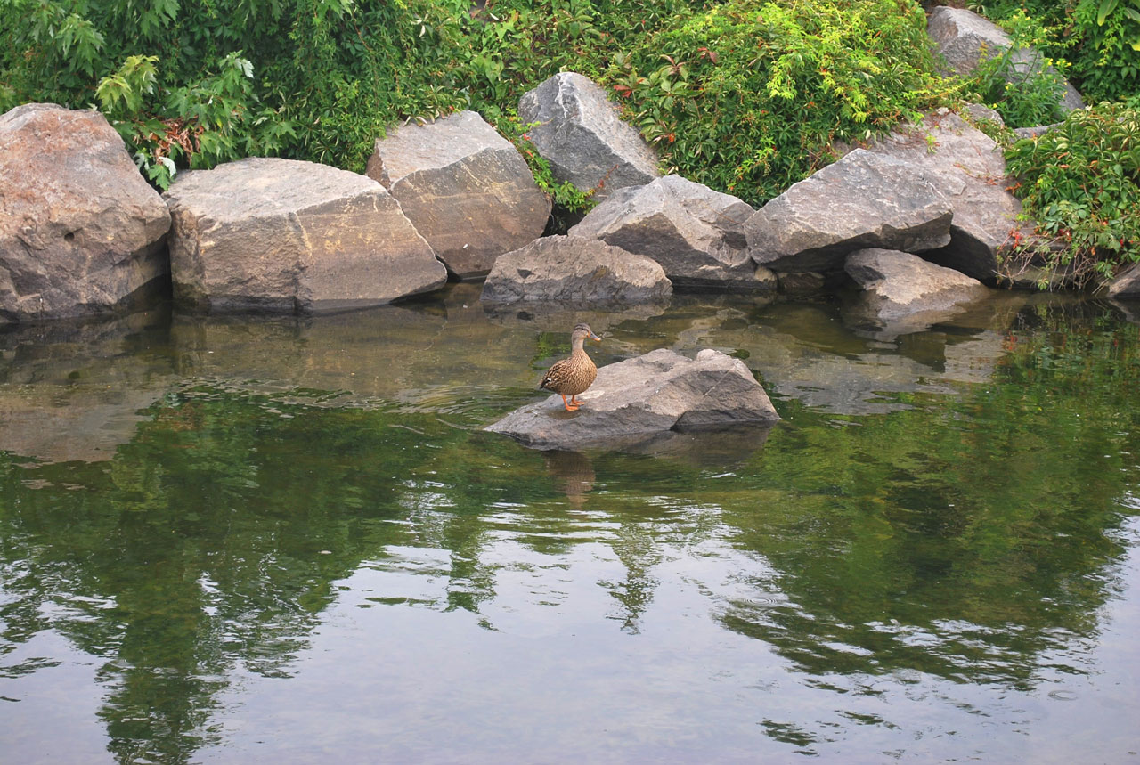 duck water rock free photo