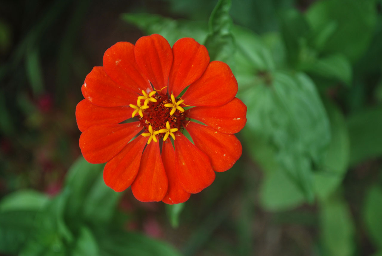 flower zinnia red free photo