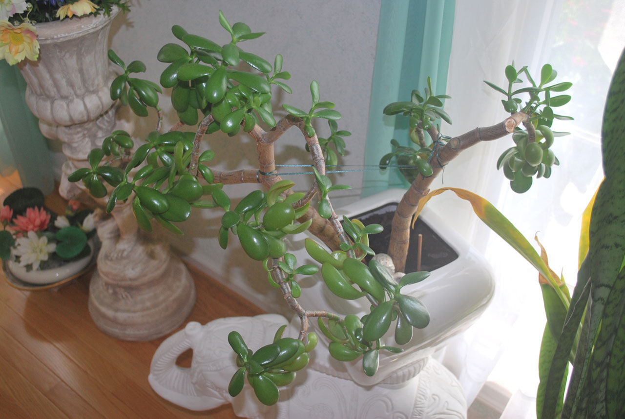 plant jade succulent free photo