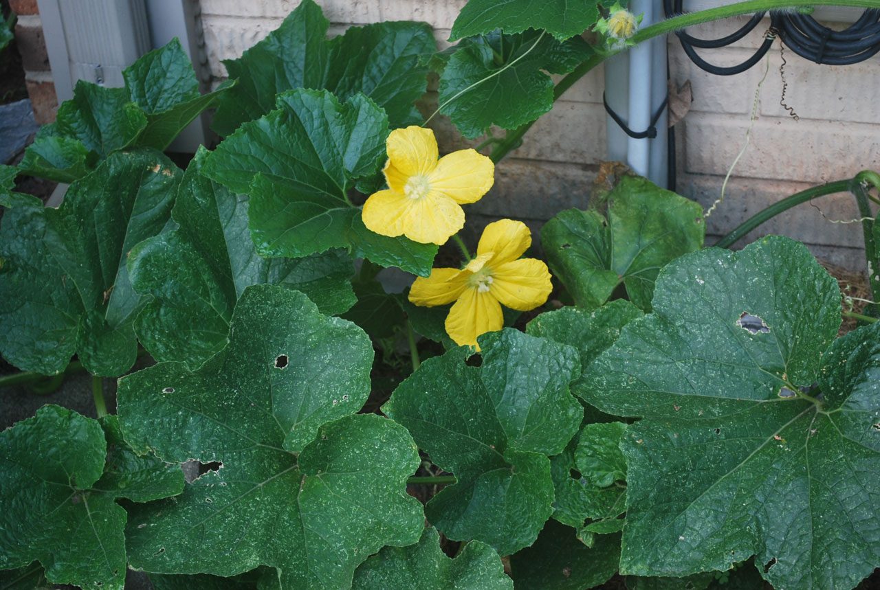 plant squash flower free photo