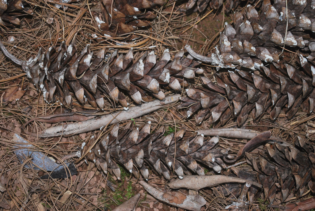 pine cone tree free photo