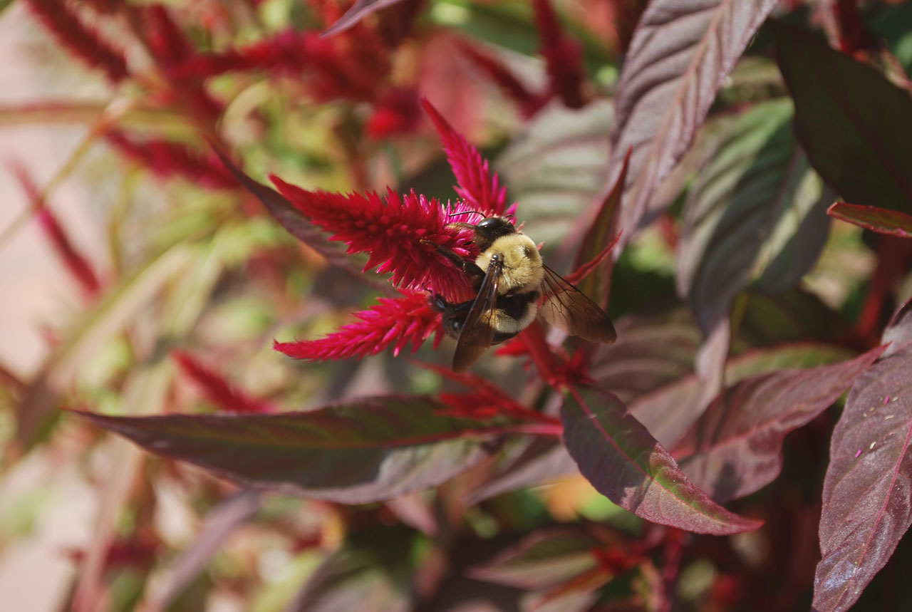 bee animal flower free photo