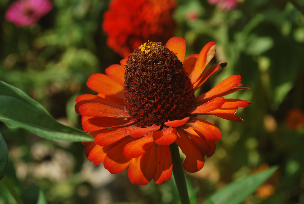 flower zinnia petals free photo