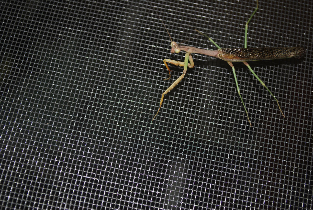 insect praying mantis free photo
