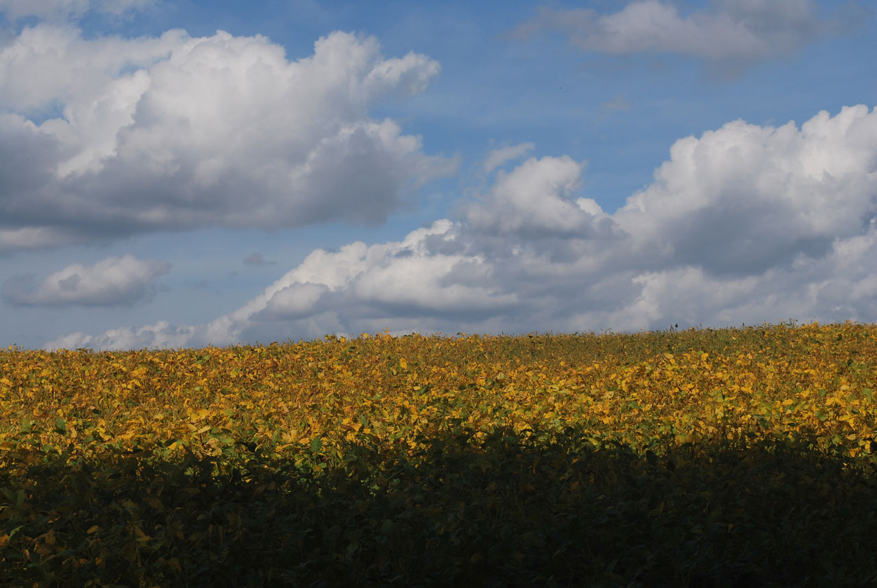 field agraculture fall free photo