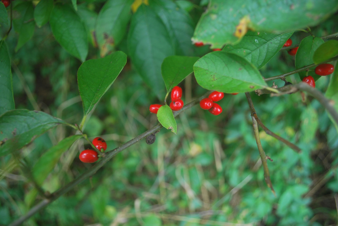 berry berries branch free photo