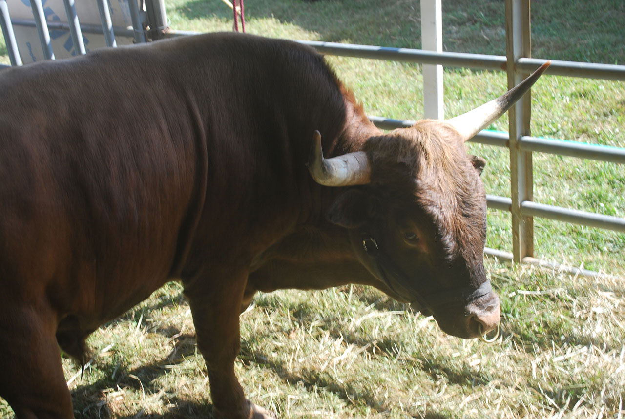 bull horns farm free photo