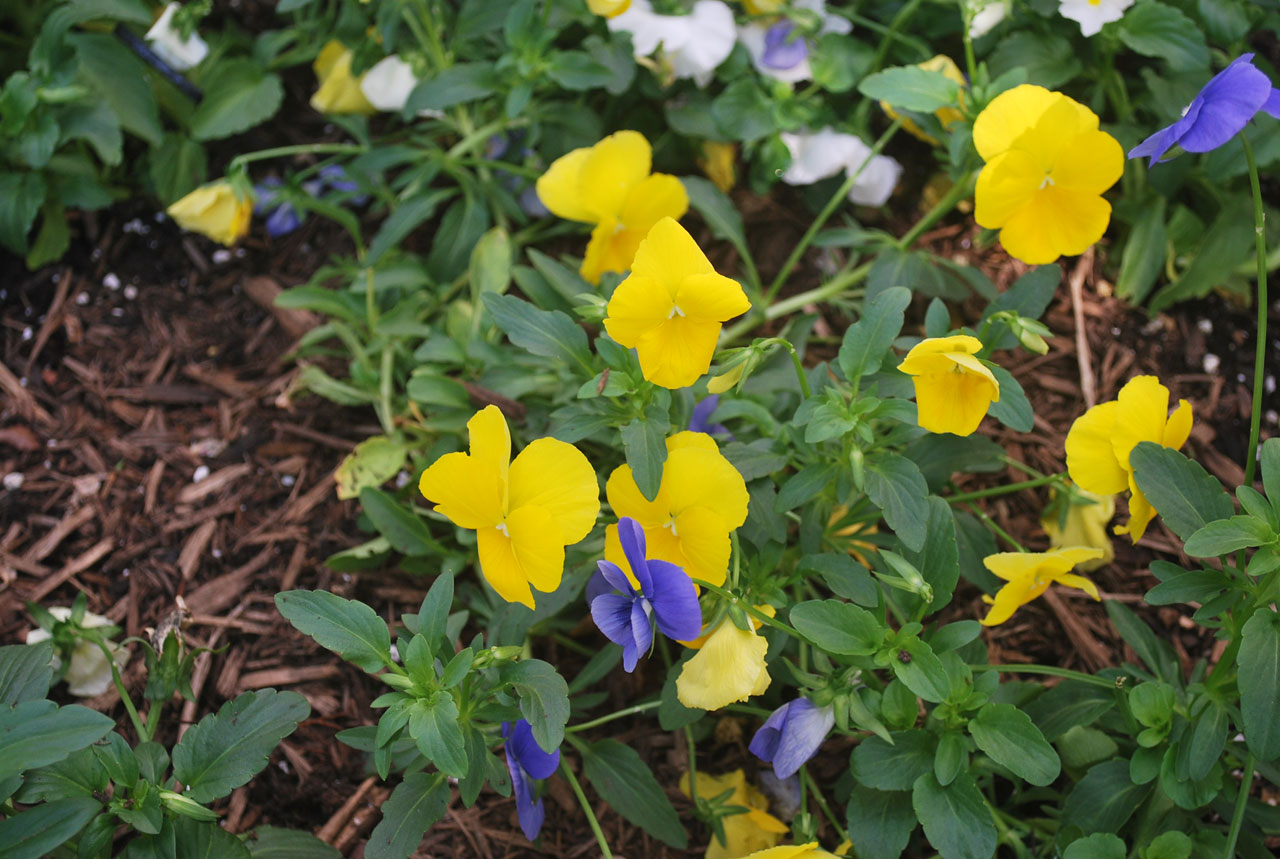 flower flowers pansies free photo