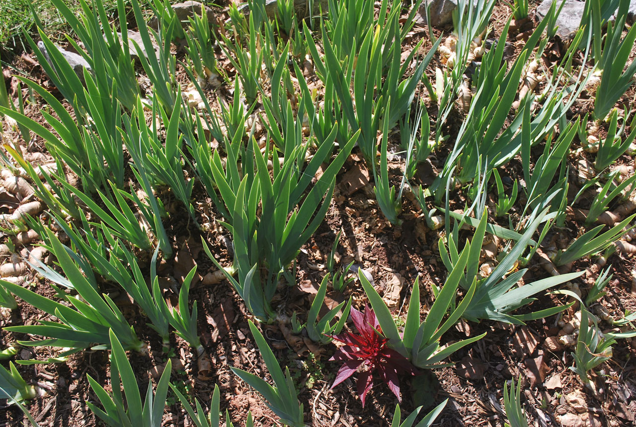 bulbs flower growing free photo