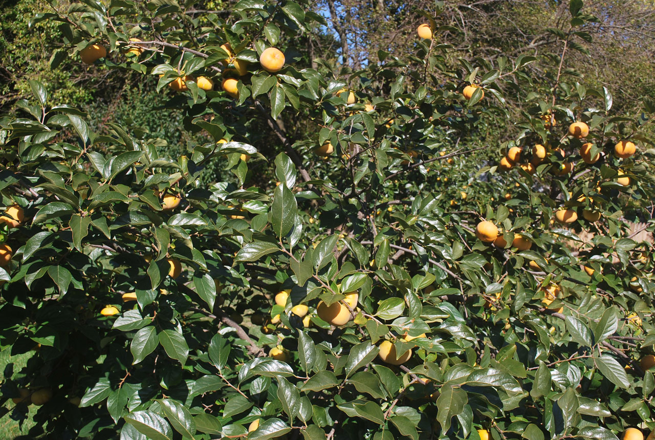 tree fruit persimmon free photo