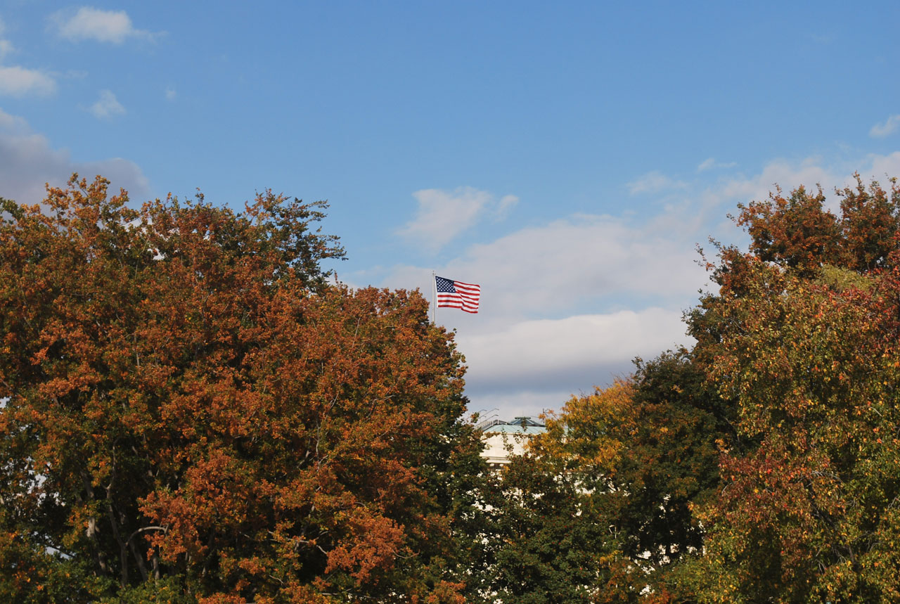 flag tree fall free photo