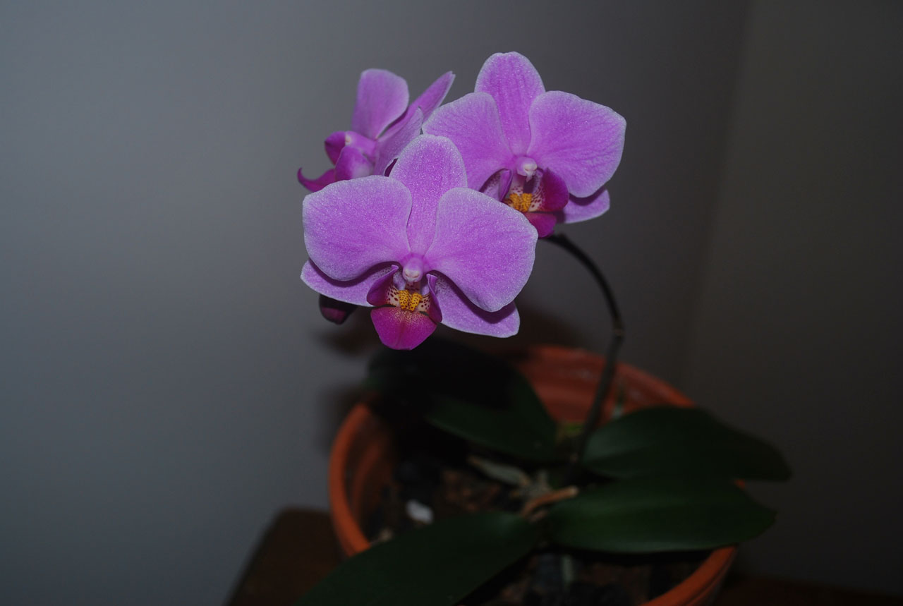 orchid flower bloom free photo