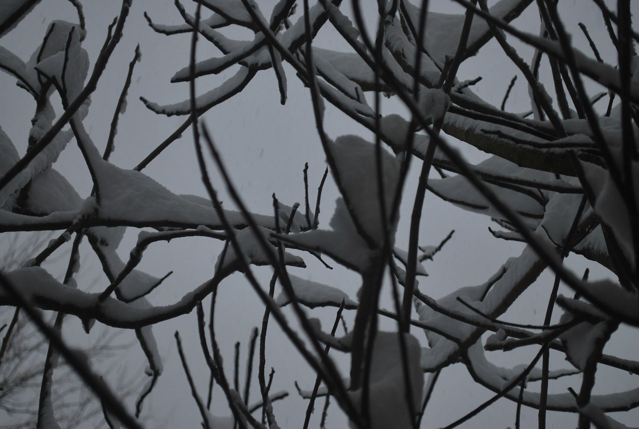 snow branch branches free photo