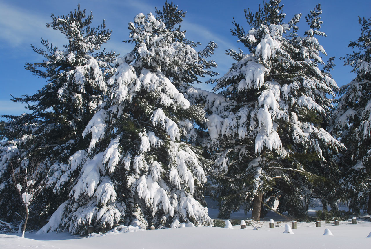 snow heavy evergreens free photo