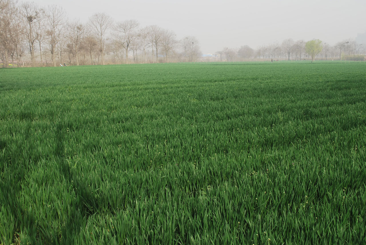 wheat field farm free photo