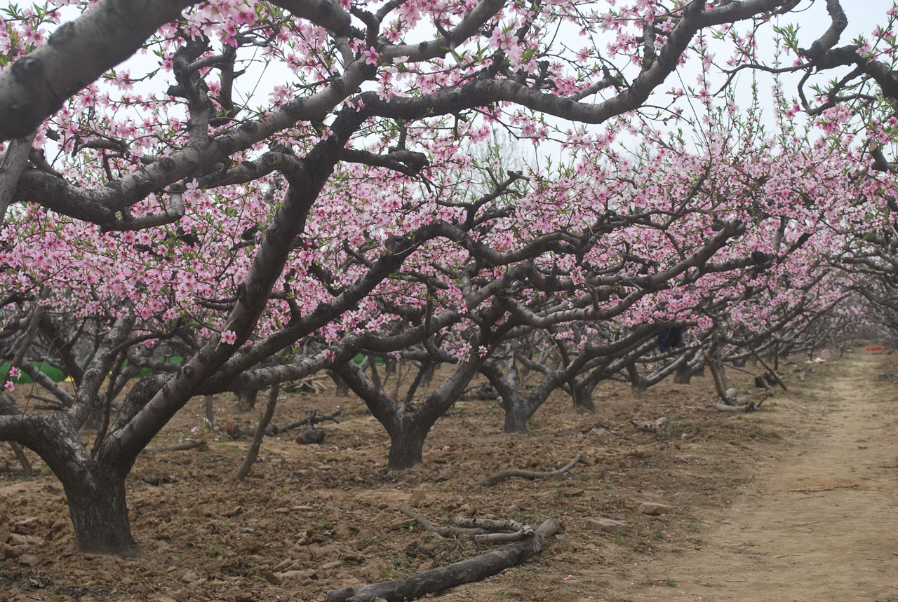orchard peach blossom free photo