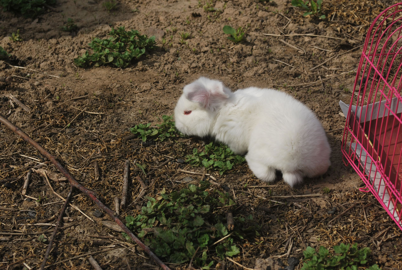 rabbit hare bunny free photo